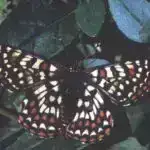 Tələbələr AI rəyindən daha çox müəllim rəyinə üstünlük verirlər, tədqiqat tapıntıları