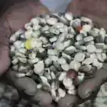 Sənaye və tədqiqatçılar üzvi, karbon əsaslı kimyəvi maddələrin iqlimə təsirini aradan qaldırmaq üçün tədbirlər görməyə çağırır