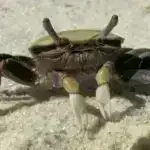 Alimlər TGF-Beta-nın hüceyrə membranına bağlanmış halda belə mesajını necə göndərdiyini kəşf edirlər