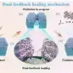 Fermentdən ilham alan katalizator kimyəvi maddələri efirlər etmək üçün düzgün mövqeyə qoyur