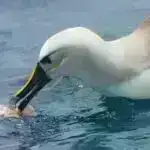 Qədim Avropanın yox olma sirrini açmaq: Paleolit ​​Kiprində cırtdan meqafaunanın yoxa çıxması