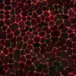 Hüceyrə reseptorlarını öyrənmək üçün yeni texnikanın dərman inkişafı üçün geniş təsirləri ola bilər