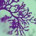 Kompüter simulyasiyaları göstərir ki, Yer kürəsində insanların yarısından çoxunun təhlükəsiz içməli suya çıxışı məhduddur