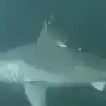 Təkmilləşdirilmiş dərman və material həlləri üçün peptid yığılmasının tədqiqi