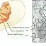 Sual və Cavab: Sadə bir qan testi Alzheimerin diaqnozuna necə təsir edə bilər