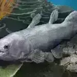 Texniki milyarder Yer kürəsinin hündürlüyündə ilk şəxsi kosmosa çıxdı