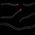 Atmosfer su buxarının, izotoplarının uzaqdan zondlanması üçün hazırlanmış yüksək həssas lazer heterodin radiometri