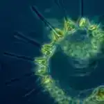 Tələbələr AI rəyindən daha çox müəllim rəyinə üstünlük verirlər, tədqiqat tapıntıları