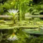 Alimlər TGF-Beta-nın hüceyrə membranına bağlanmış halda belə mesajını necə göndərdiyini kəşf edirlər