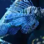 Yaquarların məskunlaşdığı yer üçün risk narkotik müharibəsinin əlavə xərclərini işıqlandırır