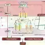 Gənc yetkinlərdə bicuspid aorta qapağı xəstəliyi ilə əlaqəli nadir genetik variantlar müəyyən edilmişdir