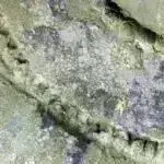 250 milyon il əvvəl Yerin ən böyük kütləvi yox olması El Nino nəzarətdən çıxdıqda nə baş verdiyini göstərir