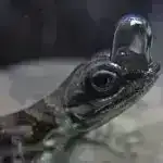 Yüksək həssas dimdiklər albatroslara və pinqvinlərə qidalarını tapmağa kömək edə bilər