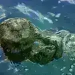 Tədqiqatçılar qliserolun otaq temperaturunda formalaşdırmaq üçün səmərəli elektrooksidləşməsinə nail olurlar