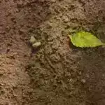 Təkmilləşdirilmiş dərman və material həlləri üçün peptid yığılmasının tədqiqi