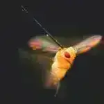 Nüvə nəzəriyyəçiləri maddənin tikinti bloklarının 3D-də xəritəsini çıxarmaq üçün superkompüterlərə müraciət edirlər