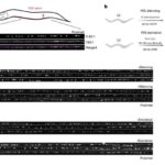 Rəqəmsal məsləhətləşmələr ürək çatışmazlığı xəstələrinin optimal dərman qəbul etmə sürətini yaxşılaşdırdı