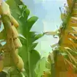 400 illik elmi ədəbiyyatın nəzərdən keçirilməsi Dodonun nəsli kəsilməsi rekordunu düzəldir