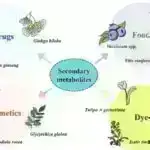 Gələcək qidalar: Termal olmayan texnologiya nişasta istehlakını necə dəyişdirə bilər