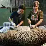 Genomika xizək itlərinin Sibir nəslini ortaya qoyur