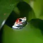 Axiom yeni skafandr təqdim edərkən astronavt Prada geyinir