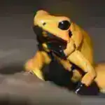 Hibrid kvant səhvinin düzəldilməsi texnikası davamlı və diskret dəyişənləri birləşdirir