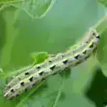 Qeyri-Hökümət Təşkilatlarına Dövlət Dəstəyi Agentliyinin maliyyə dəstəyi və Müasir Gənclərin İnkişafına Dəstək İctimai Birliyinin təşkilatçılığı ilə həyata keçirilən “Həssas təbəqədən olan qadınların məşğulluğu” layihəsi başa çatıb.