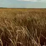 AI tərəfindən yaradılan kollec qəbulu esseləri kişi və imtiyazlı səslənir, araşdırma tapır