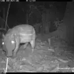 Araşdırmalara görə, otlaqlar demək olar ki, real vaxt rejimində iqlim dəyişikliyinə cavab verir