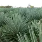 Misir qazları Fransada qanad açaraq biomüxtəlifliyi təhdid edir