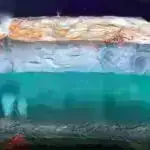 Arılar hansı rəngləri görürlər? Bəs biz necə bilirik?