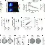 Mini beyinlərə təzyiq göstərmək sıxılma zədələrini modelləşdirməyə kömək edir