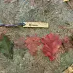 Reaksiya ilə üzləşən AB meşələrin qırılması qaydalarını təxirə salmağa çalışır