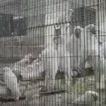 Qarışıq quraqlıq-istilik dalğası hadisələri qlobal torpaqlarda az tanınır, araşdırma tapır