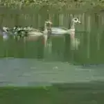 Tədqiqatın nəticələrinə görə, evsiz düşərgələrin məcburi təmizlənməsi ictimai təhlükəsizliyi yaxşılaşdırmır