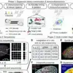 Atmosferin oksidləşməsi və müasir Marsın yaranması
