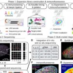 LIGO komandası sıxılmış işıqla qravitasiya dalğasının aşkarlanmasını gücləndirir