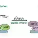Axiom yeni skafandr təqdim edərkən astronavt Prada geyinir