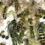 “Söz Sərrafı – Natiqlik Məktəbi” layihəsinin icrası başa çatıb.