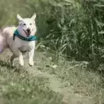 Boğucu əncirlər böyük ev sahibliyi edən ağaclara üstünlük verirlər