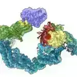 Yeni mavi dil virusu serotipi, BTV-12, Hollandiyada müəyyən edilmişdir