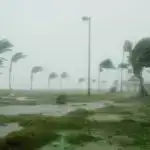 Araşdırma göstərir ki, şüşə burunlu delfinlər oynayarkən bir-birlərinə ‘gülürlər’