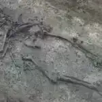 Ağacların uyğunlaşma qabiliyyəti milyonlarla illik iqlim dəyişikliyindən sonra da davam edir