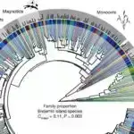 Rockingham’ın kiçik pinqvinlərini xilas etmək üçün mübarizə