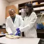 Mini beyinlərə təzyiq göstərmək sıxılma zədələrini modelləşdirməyə kömək edir