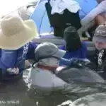 Genom ardıcıllığı sarı gödəkçə davranışına cavabların kilidini aça bilər