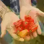 Tədqiqatçılar DNT tədqiqatı üçün hidroksiürəyə maya əsaslı alternativ hazırlayırlar