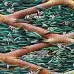 Üst kvarkların şifrəsini dəqiqliklə həll etmək: Böyük Adron Kollayderində aparılan təcrübə üst kvarkların cütlərinin necə əmələ gəldiyini ortaya qoyur