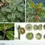 Tədqiqat göstərir ki, ‘Cedi’ gəmiricilər qoxu hisslərini artırmaq üçün səsdən istifadə edərək maddəni uzaqdan hərəkət etdirirlər