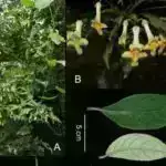 Təkmilləşdirilmiş dalğa uzunluğunun çevrilməsi kvant məlumatının daha səmərəli ötürülməsinə yol açır